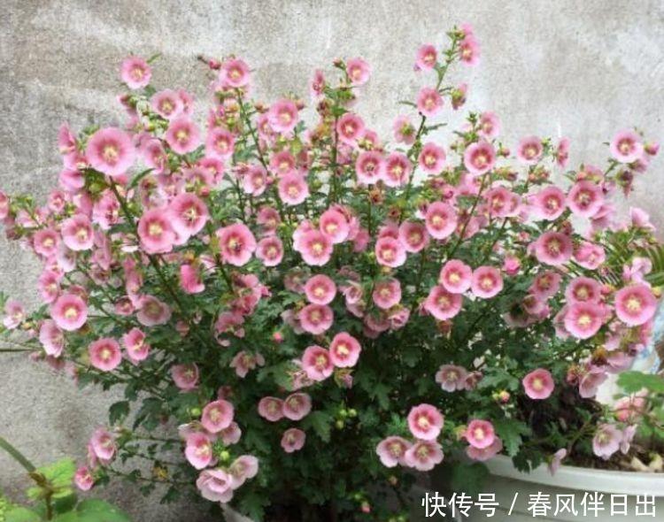 几种花随便养,寓意超好的,招财纳福好运来,日子越过越红火