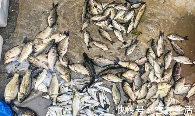 味香汤|现在才知道，买鲫鱼这么简单，煮鱼汤又香又鲜，不懂真可惜