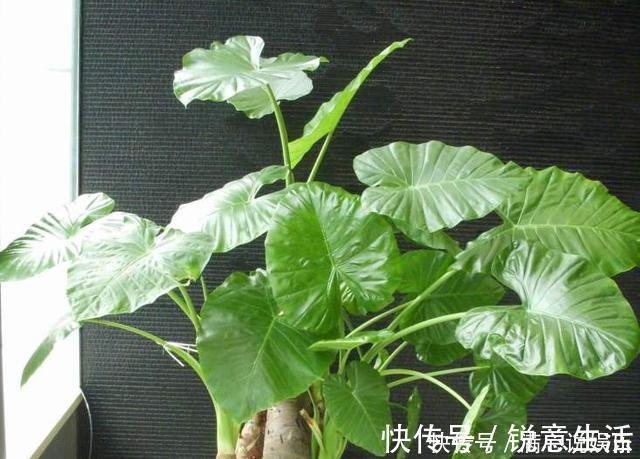 被列入黑名单的花，再便宜也不要！买花需要注意的几个情况