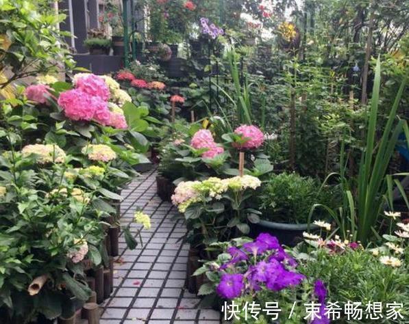 盆栽绣球花、茉莉花,植株开花少去厨房找它制肥料轻松搞定