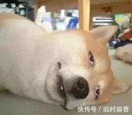 |世界对我们丑人不公平! 每日搞笑段子