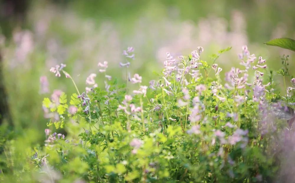 漫步春光里 遂宁 · 时光花境 春色如许