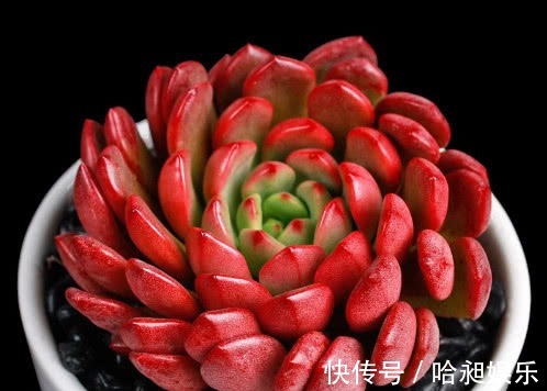 昼夜温差|多肉红宝石夏季怎么养教你3个小妙招,养出最红润璀璨的红宝石