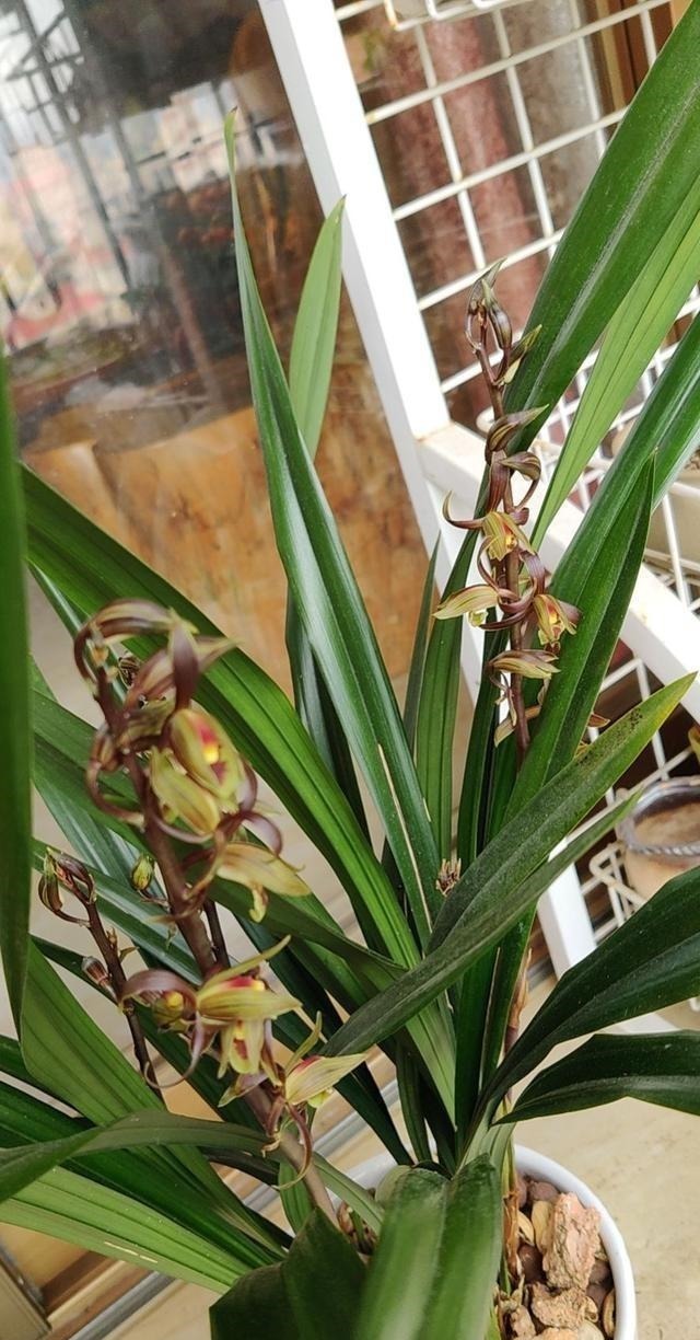 花友|兰花冒出一串黏黏的“小水珠”,恭喜你,终于撞“大运”了!