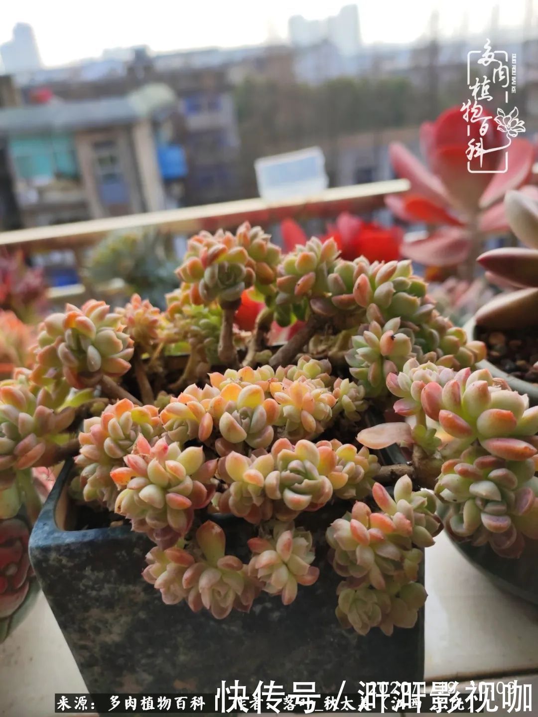 长势|为提升免疫力而养多肉植物,养肉后,体弱的我身体越来越好!