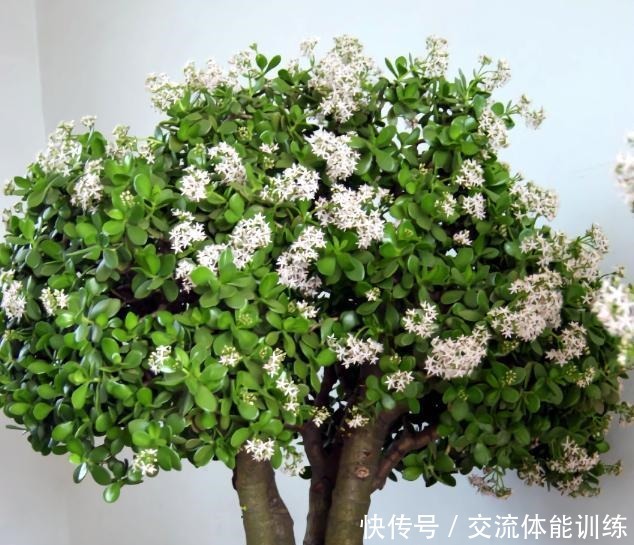 4种花，小苗“很便宜”，越养越“值钱”，聪明花友都喜欢！