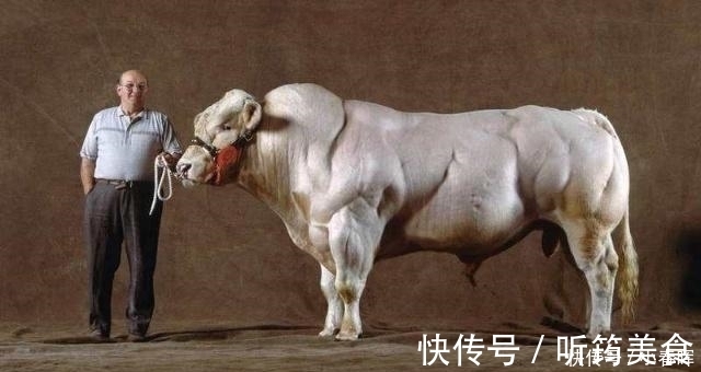 小鼠|天天举铁训练，肌肉还不大为何动物不运动肌肉发达程度远超人类