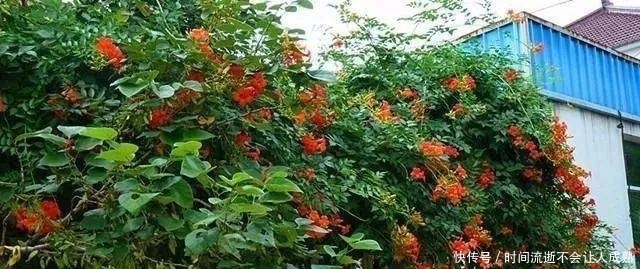 家有小院,一定要做个篱笆墙,美的世间少有!