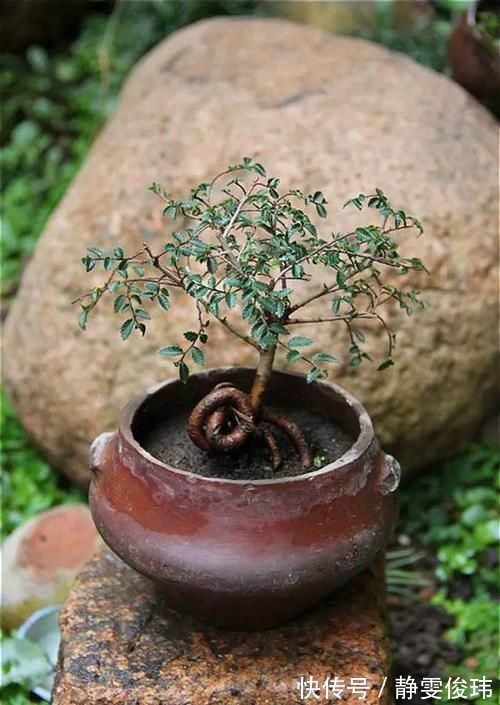 榔榆也有这么美的时刻如何成为精致的盆景