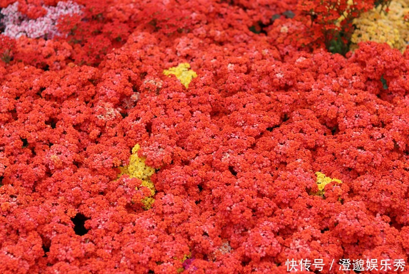 爆盆|什么花一盆开花上百朵?选5种就可以,不仅开花美,而且易爆盆