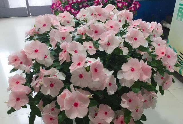 一款开花最勤快的植物，天天开花，养护容易，是盆栽佳品，还可做盆景