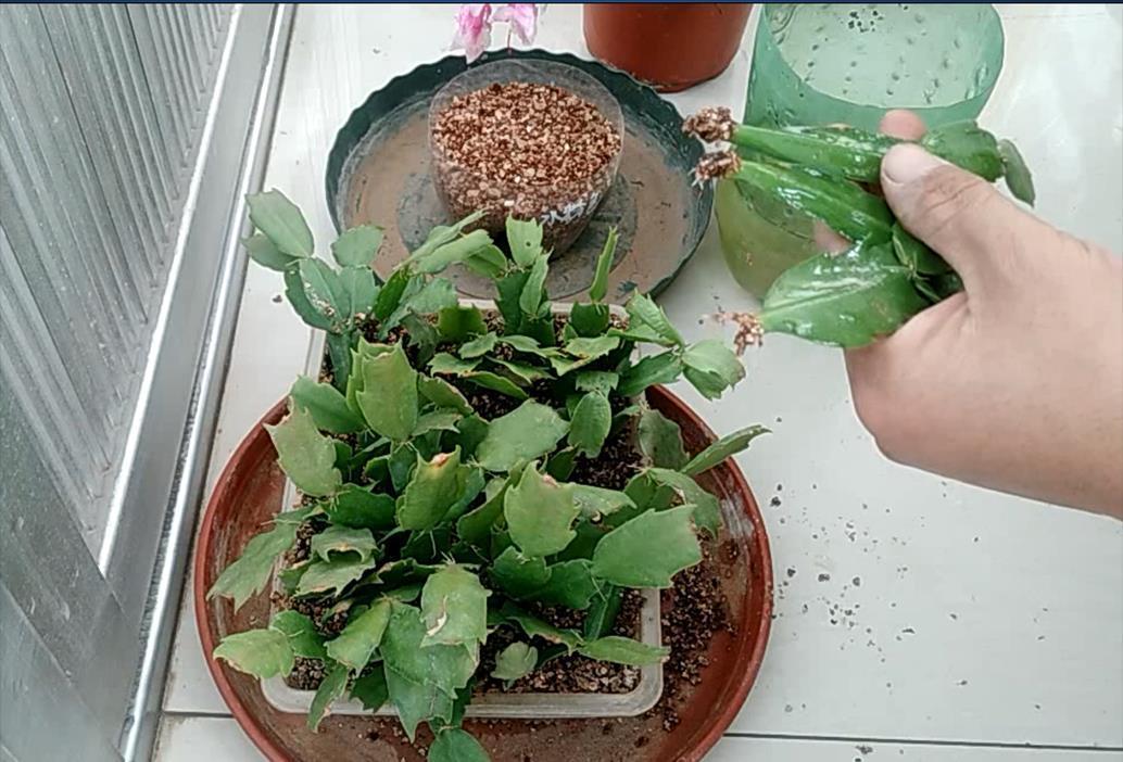 一个叶片,扦插蟹爪兰,一晾一晒,大白根7天冒出来