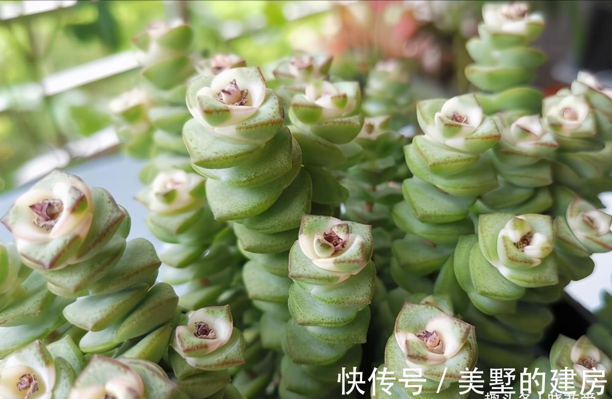 财源|9种“带钱花”，家里养一盆，寓意财源滚滚来，最后2种你见吗？