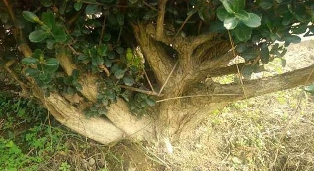 野外一种“脱皮木桩”称为“富贵之木”，养成盆栽，价格让人窃喜！