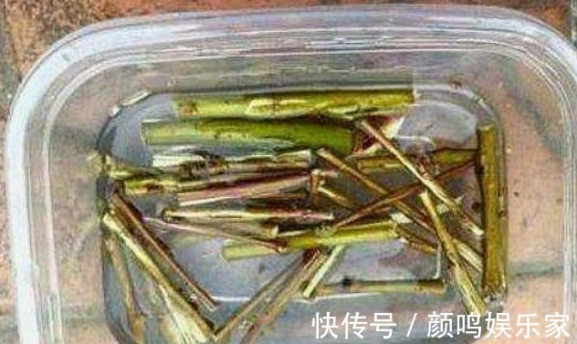 5种“生根水”，家家都有，不花1分钱，扦插花卉“7天”生白根