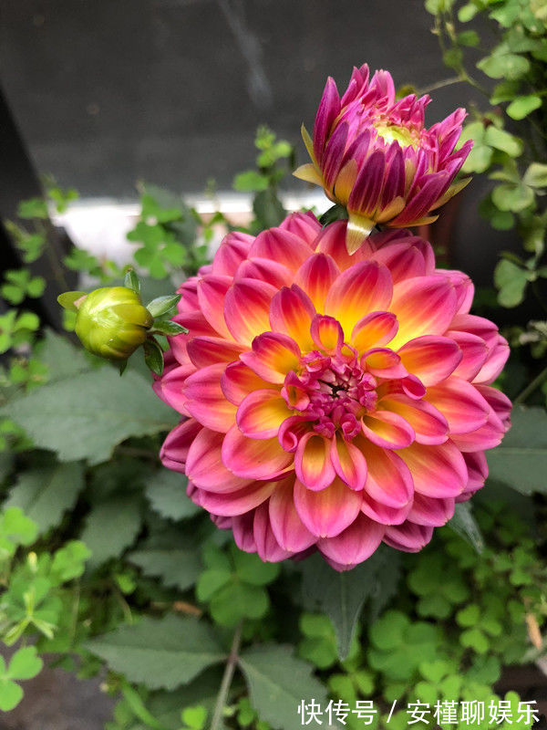 喜欢菊花，不如养盆优良菊花”小丽菊“，精致美观，美艳优雅！