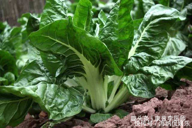 中年|几种不起眼的野菜，坚持常吃，预防感冒，消除疲劳，排毒养颜