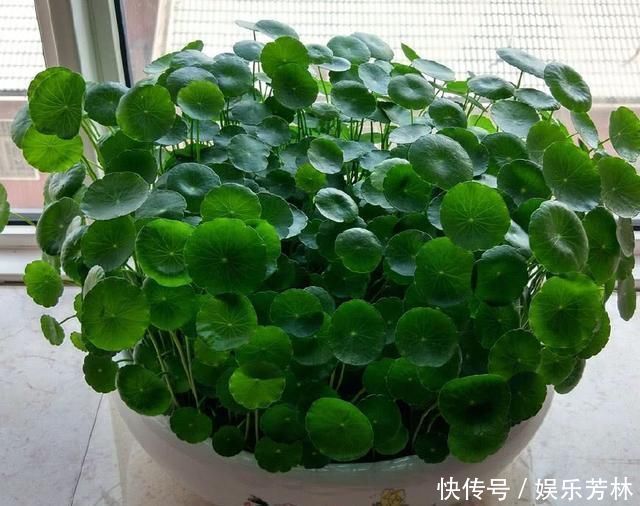 卫生间就养这“4种盆栽”,去异味,吸潮气,养眼好打理