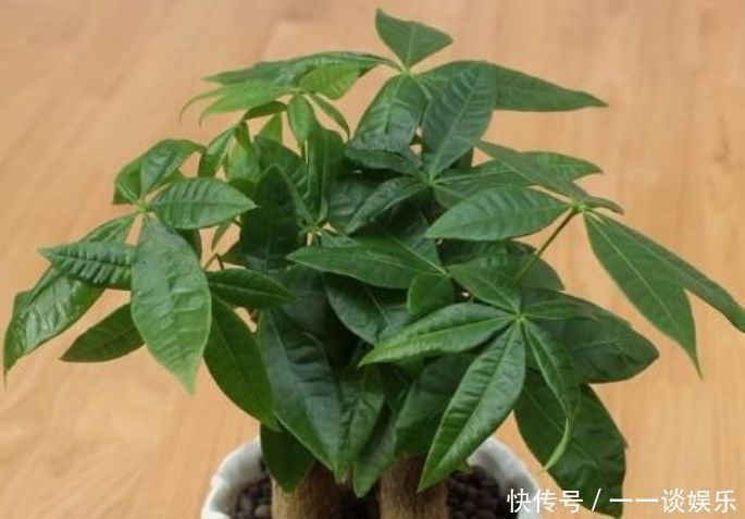 废水|养花，“3种水”不能浇，黄叶又烂根，开不了花