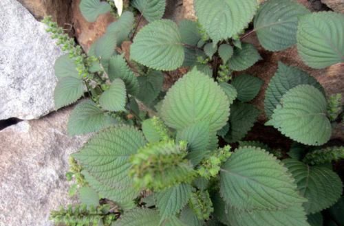  随意|农村这种野菜，用途很大，别随意除掉