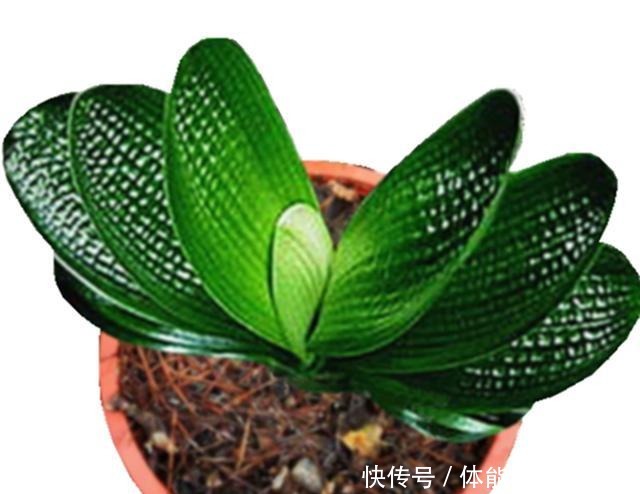 八种花就喜欢沙土,土里掺点沙子,养花效果就是好!