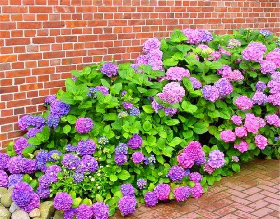 枝条|绣球花开完花后，5个细节要做好，学会了新枝粗壮，花量翻3倍