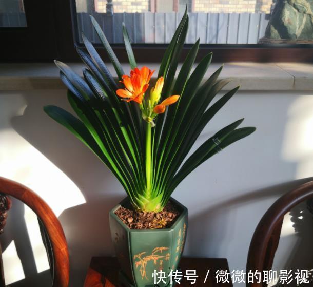 12月养3种花,别急着搬进室内,丢在外面冻一冻,花苞更多开得艳