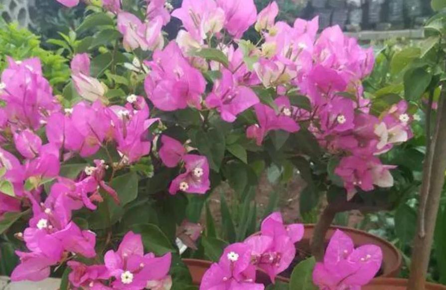 三角梅有6怕,做错了光长叶子不开花,避开了花开满枝