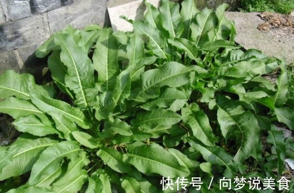 痢疾|长在河边的“野菠菜”，它洗头能使头发乌黑锃亮，治脚气有奇效