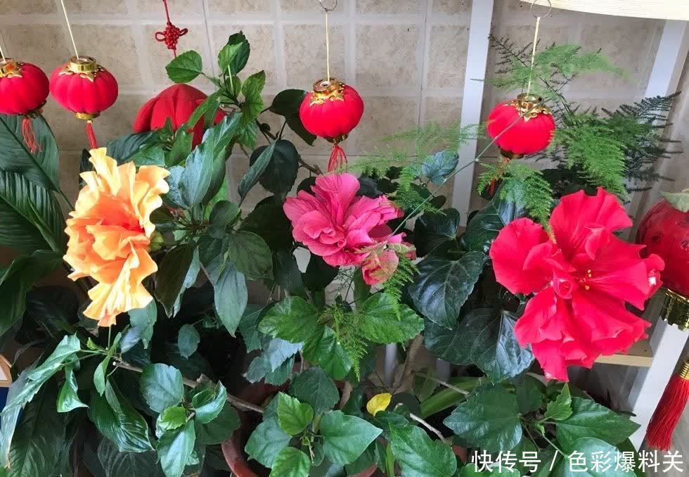 喜欢晒太阳的“3种花”,光照充足花量越大,一年四季花不停