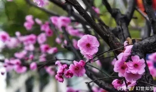 诗词|春风,是最美的春日诗词