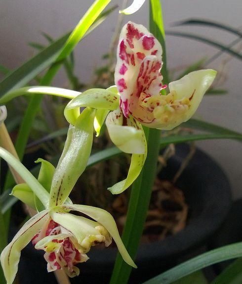  养护|建兰奇花之首“梨山狮王”，多鼻多舌，香味扑鼻，养护简单又难得