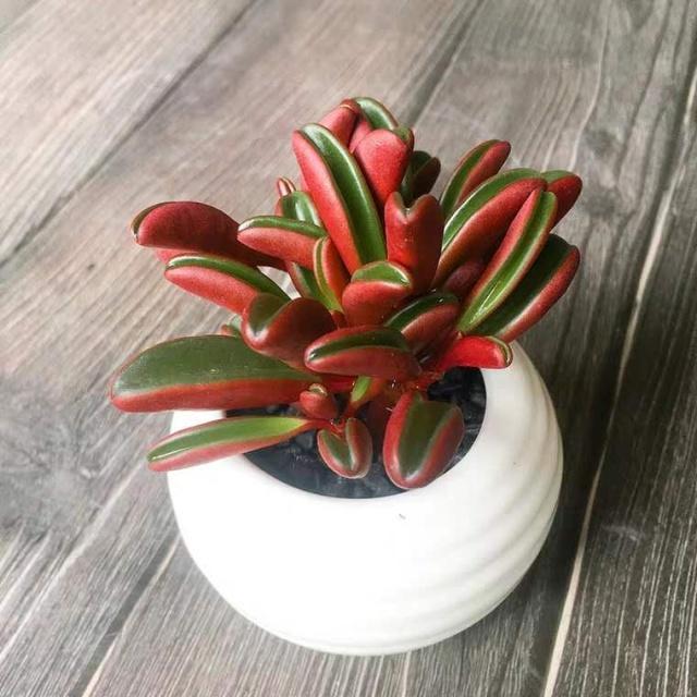 多肉出现“2种状况”，不要等、不要拖，越快“换盆”越好