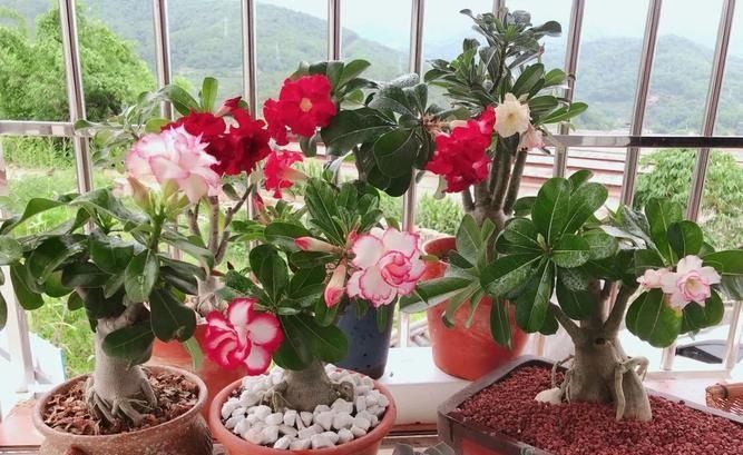 几种花卉养护有技巧，天冷要干养，过冬才能更容易