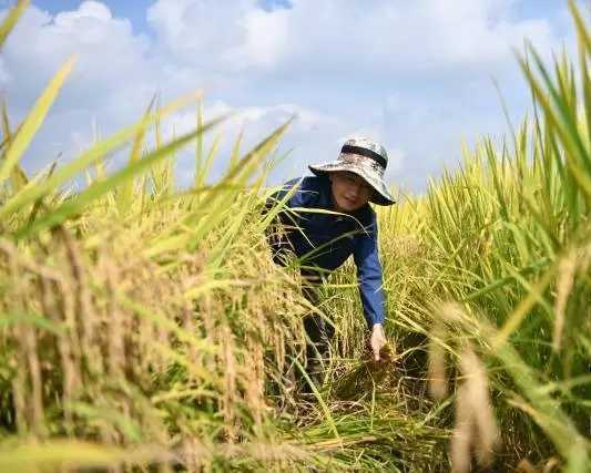 太空稻收割啦!在月球待过,稻粒长约1厘米,