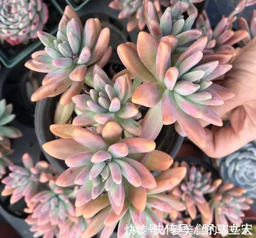 普货|6种普货多肉,皮实又好养,容易出状态,长成小老桩,适合新手!