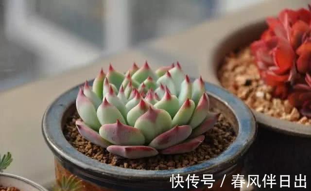 多肉植物|多肉吉娃娃叶片肥厚,叶尖红润似指尖,被誉为多肉里的杨贵妃