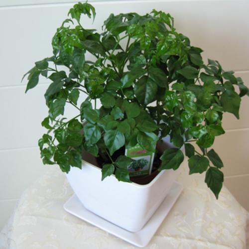 养花遇见虫害怎么办用这6种肥水浇花，虫远离叶翠绿