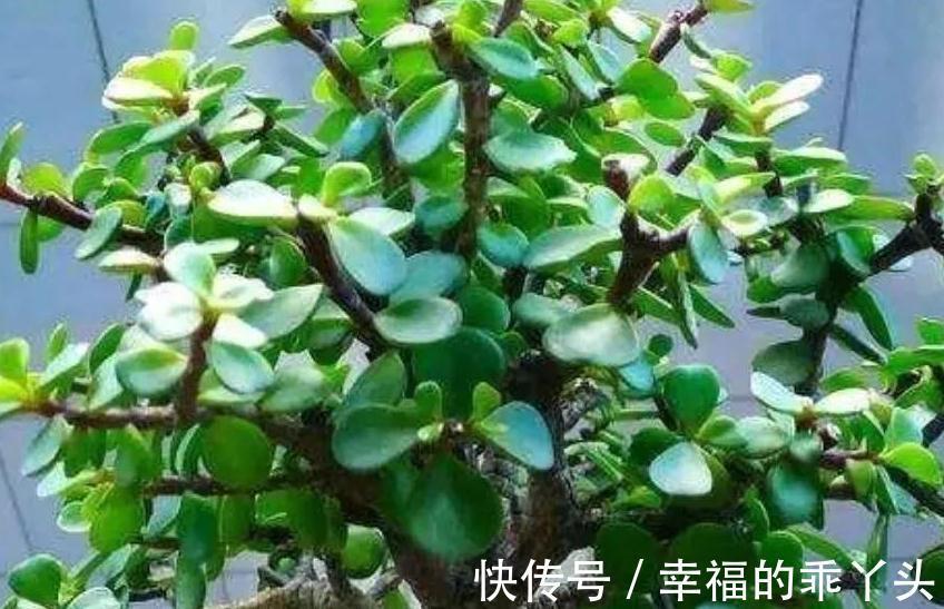 金枝玉叶怎么养殖,掌握5个关键点,株型肥美又漂亮