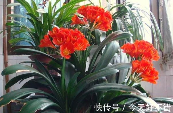 养君子兰，蟹爪兰，一种液体滴盆里，枝叶疯长，开花旺