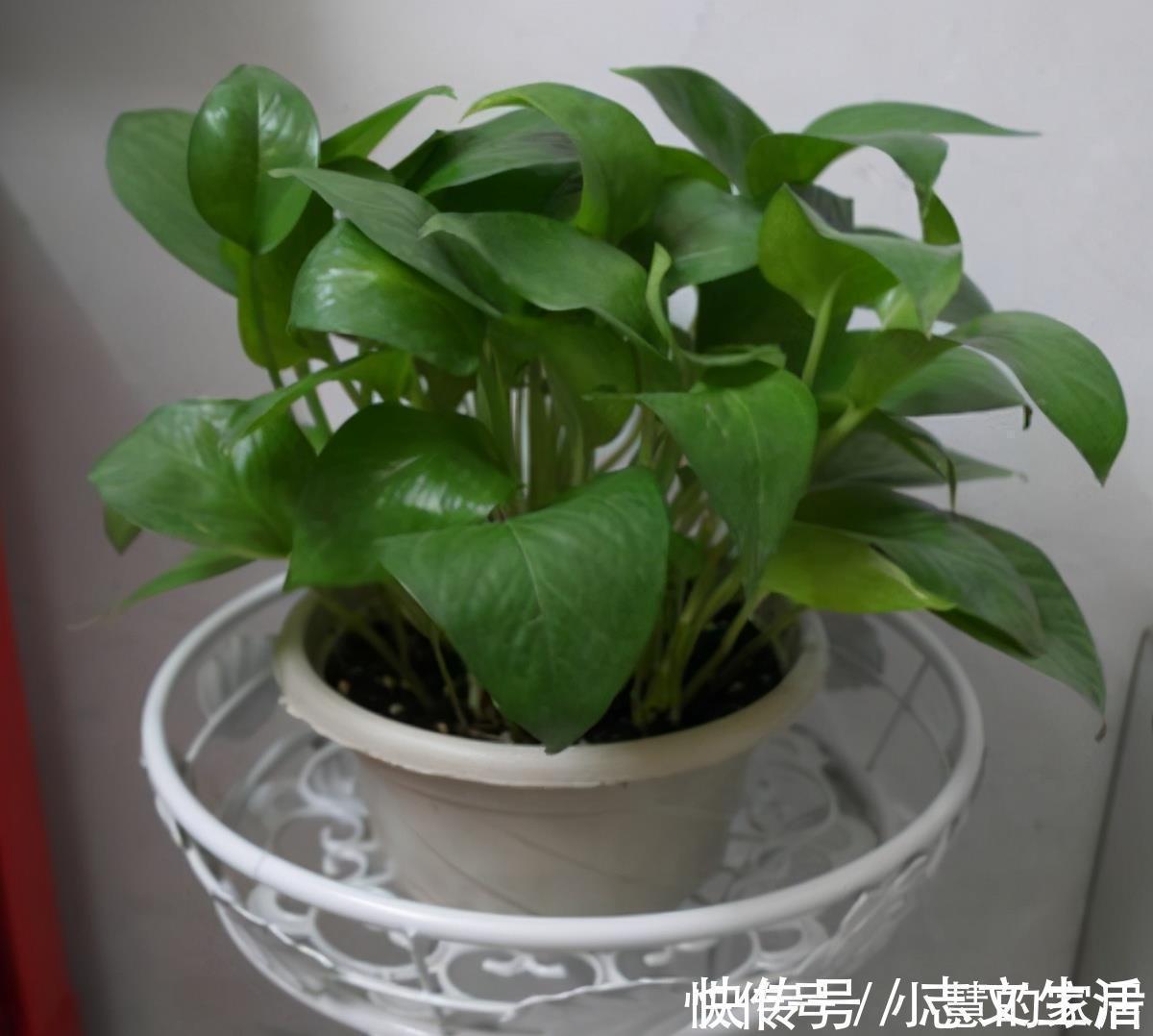 冬天如何养好绿箩,注意这4点,不黄叶还长势好