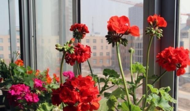 烂根的情况|室内养花怎么预防烂根?掌握5个关键,栽种花草没烦恼,远离烂根