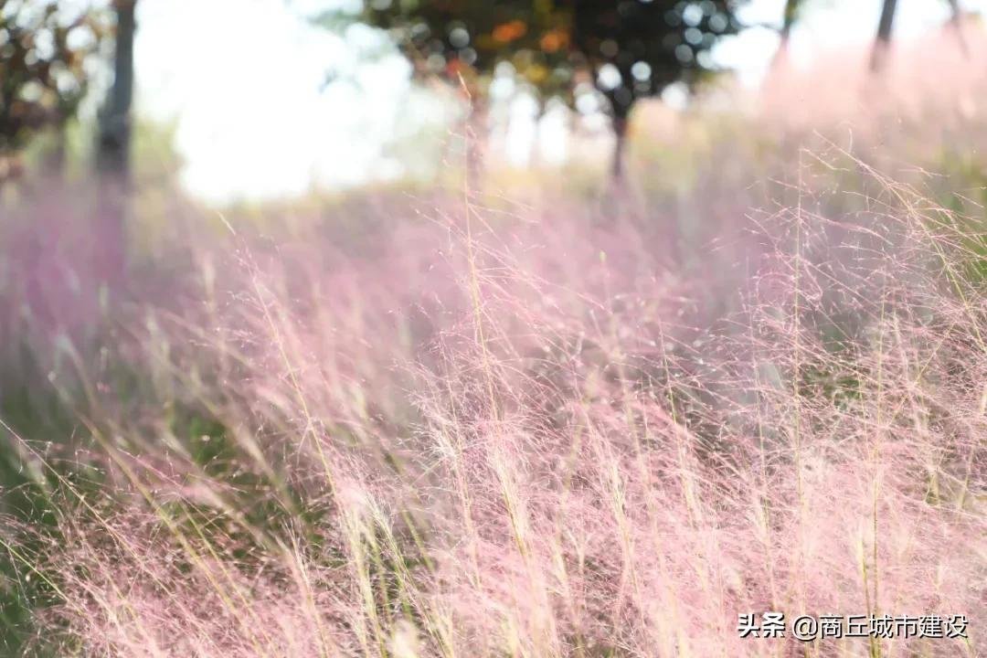 粉红色的回忆|太浪漫：商丘小伙，赶紧带你相中的那个她来打卡