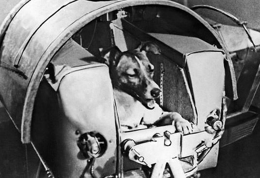 死亡 首个进入太空的狗，飞行前已知有去无返，死亡真相隐藏了45年