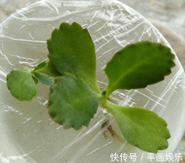 塑料杯|多肉“烂根”还能活,不用土,学会“3招”生根法,1个星期冒白根