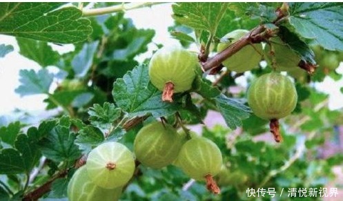 维生素c|此水果最适合女性食用，能延缓衰老，美容养颜，增强视力