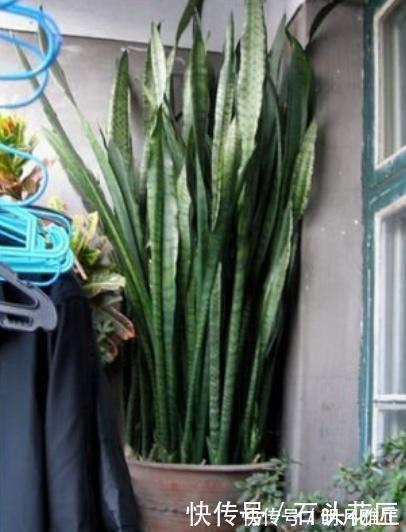 沙漠玫瑰|进入深秋，4种花要“旱着养”，水浇多了就烂根，真是帮倒忙