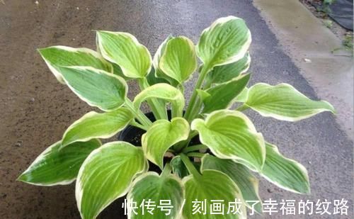 超美|阳台上种什么植物好？这些花养在阳台超美！