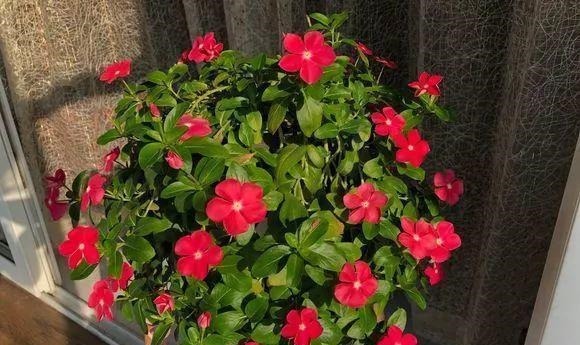 号称开花机器,一开就是300天,插土里就能活,阳台变花海