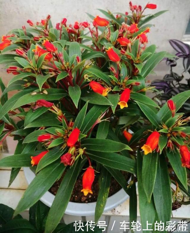 吊兰长满小金鱼,养上5年,越养越上瘾!